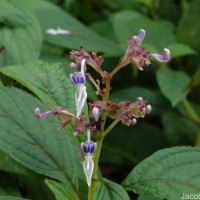 Coleus kanneliyensis L.H.Cramer & S. Balas.